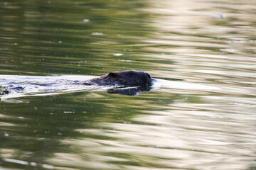 Beaver swimming with head above water creating ripples near Regensburg lake in spring