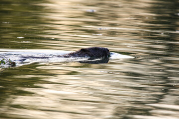 Beaver swimming with head above water creating ripples near Regensburg lake in spring