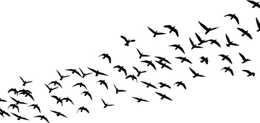 A large flock of silhouetted birds in flight against a stark white background creating a dynamic sense of movement and freedom