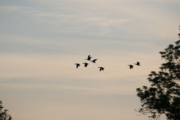 Greylag Goose silhouette flying in vibrant evening sky near Regensburg spring