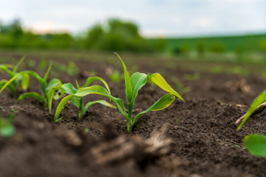 Young corn plants sprouting in a rich, dark soil field under a cloudy sky in early spring