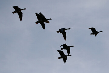 Greylag Goose silhouette flying in vibrant evening sky near Regensburg spring