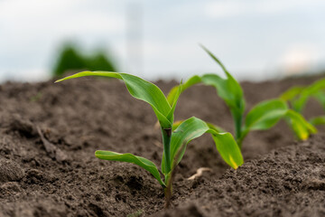 New corn plants sprouting in rich soil on a cloudy day in the countryside during spring