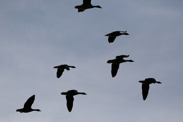 Greylag Goose silhouette flying in vibrant evening sky near Regensburg spring