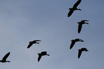 Greylag Goose silhouette flying in vibrant evening sky near Regensburg spring