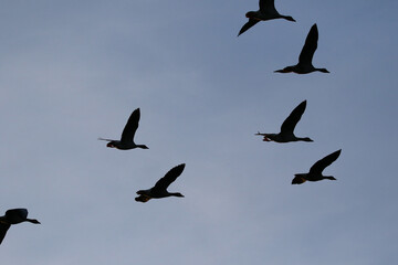 Greylag Goose silhouette flying in vibrant evening sky near Regensburg spring