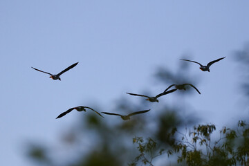 Greylag Goose silhouette flying in vibrant evening sky near Regensburg spring