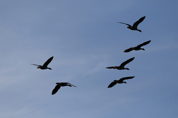 Greylag Goose silhouette flying in vibrant evening sky near Regensburg spring