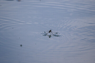 Close-up of water striders gliding on blue water surface with circular ripples