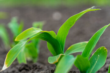 Green corn seedlings growing in rich soil on a sunny day in spring near a farm field