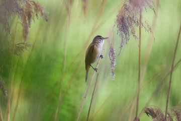 Reed warbler perched on dry stem near Regensburg lake in spring