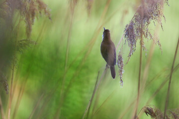 Reed warbler perched on dry stem near Regensburg lake in spring