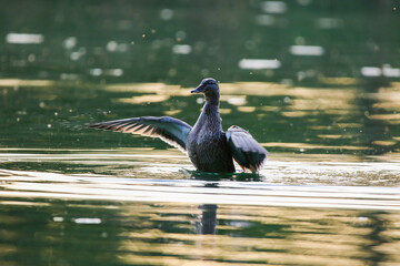 Wild duck Anas platyrhynchos flapping wings on green lake surface near Regensburg