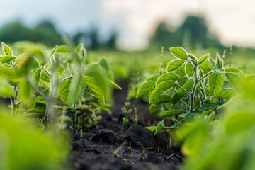 Growing green soybean plants in a lush field under a bright sky during late afternoon sunlight