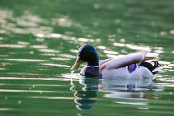 Fototapeta premium Mallard floating on green lake water near Regensburg in spring