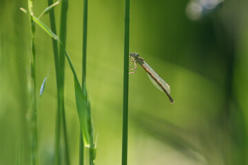 Female White Legged Damselfly Resting on Green Grass Blade in Natural Habitat