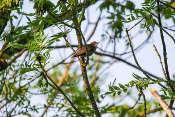 Woodland songbird on spring branch