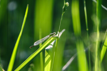 Female White Legged Damselfly Resting on Green Grass Blade in Natural Habitat