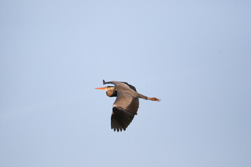 Grey heron flying with wings spread against clear blue sky