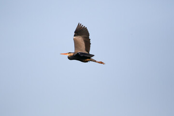Grey heron flying with wings spread against clear blue sky