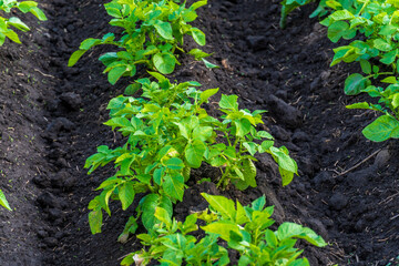 Potato plants growing in rich black soil on a sunny day in a rural farm field