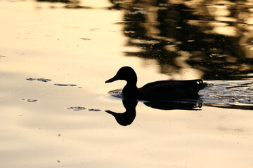 Duck silhouette reflected on golden water during calm sunset or sunrise