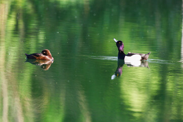 Tufted Pochard Floating on Green Lake Near Regensburg in Springtime