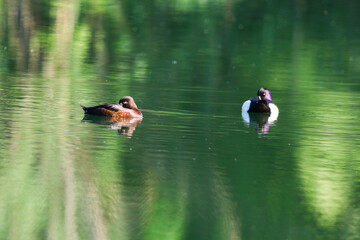 Tufted Pochard Floating on Green Lake Near Regensburg in Springtime