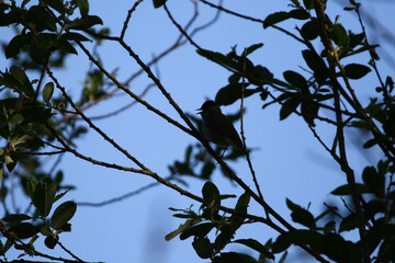 Small bird silhouette perched on tree branch against pale blue sky