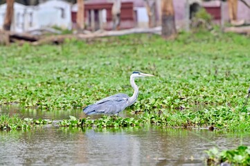 Obraz premium great blue heron