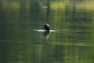 Tufted Pochard Floating on Green Lake Near Regensburg in Springtime