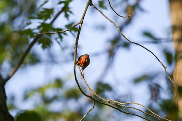 European robin perched on bare branch with vibrant orange red breast in green background