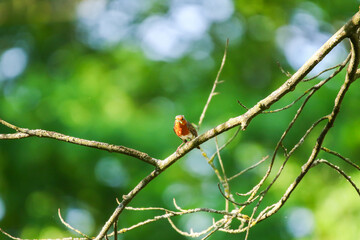 European robin perched on bare branch with vibrant orange red breast in green background