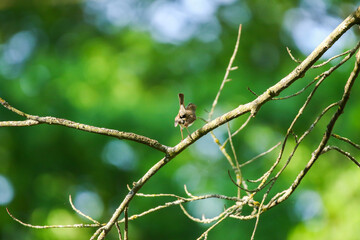 European robin perched on bare branch with vibrant orange red breast in green background