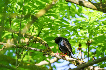 Starling Singing on Branch Closeup in Springtime Park