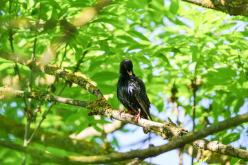 Starling Singing on Branch Closeup in Springtime Park