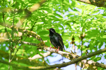Starling Singing on Branch Closeup in Springtime Park