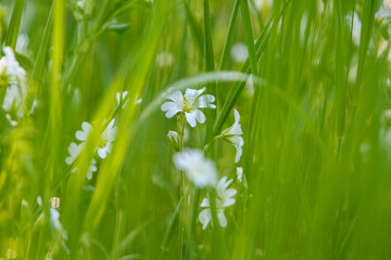 Close up of field chickweed white blossoms amidst vibrant green grass in meadow