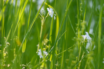 Close up of field chickweed white blossoms amidst vibrant green grass in meadow