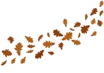 Autumn oak leaves falling in a curve isolated on transparent background
