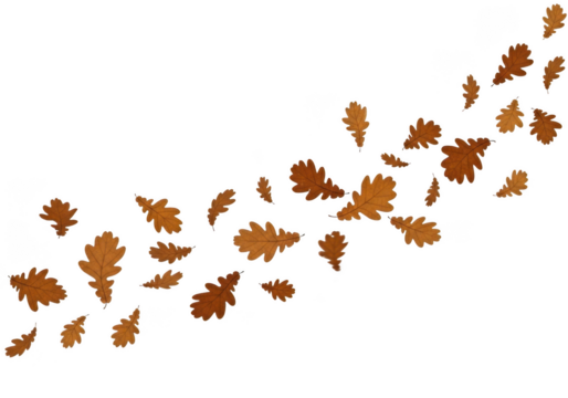 Autumn oak leaves falling in a curve isolated on transparent background