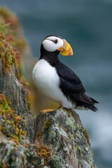 Naklejka premium Horned Puffin: A Coastal Marvel of Alaska's Avian Fauna and Ornithology