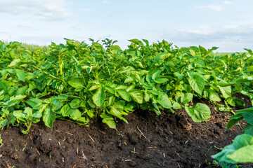 Potato plants growing in rich soil under a bright blue sky during daylight hours in a rural farming area