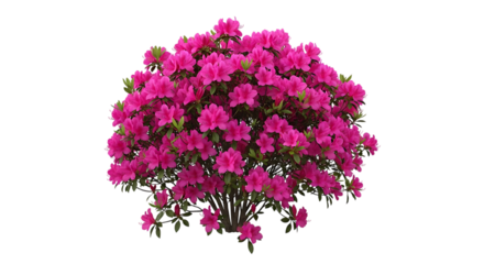 Vibrant pink azalea bush, lush green leaves and delicate petals, isolated on white or transparent background, AI
