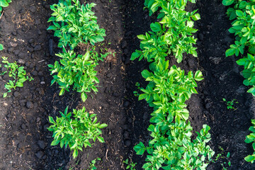 Green potato plants growing in neatly organized rows in a field on a clear sunny day