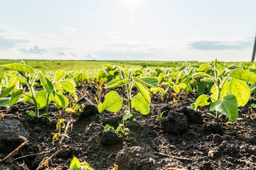 Young soybean plants grow in rich soil under a bright sky in a rural field during the early...