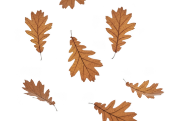Scattered autumn oak leaves on a transparent background