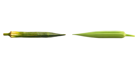 Two fresh okra pods displayed, showcasing their vibrant green hues and distinctive shapes. The image highlights the natural beauty and culinary potential of this unique vegetable. 