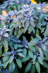 Ornamental purple sage (Salvia officinalis Purpurea) leaves grow in a flower bed.