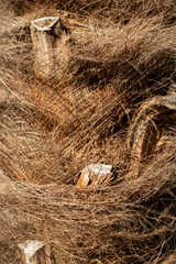 Palm tree trunk detail of the background pattern. Palm tree trunk texture .Cracked bark of old tropical palm trees. Upper trunk detail of palm tree background texture pattern. Exotic travel. 